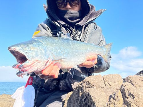サクラマスの釣果