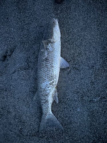 ボラの釣果
