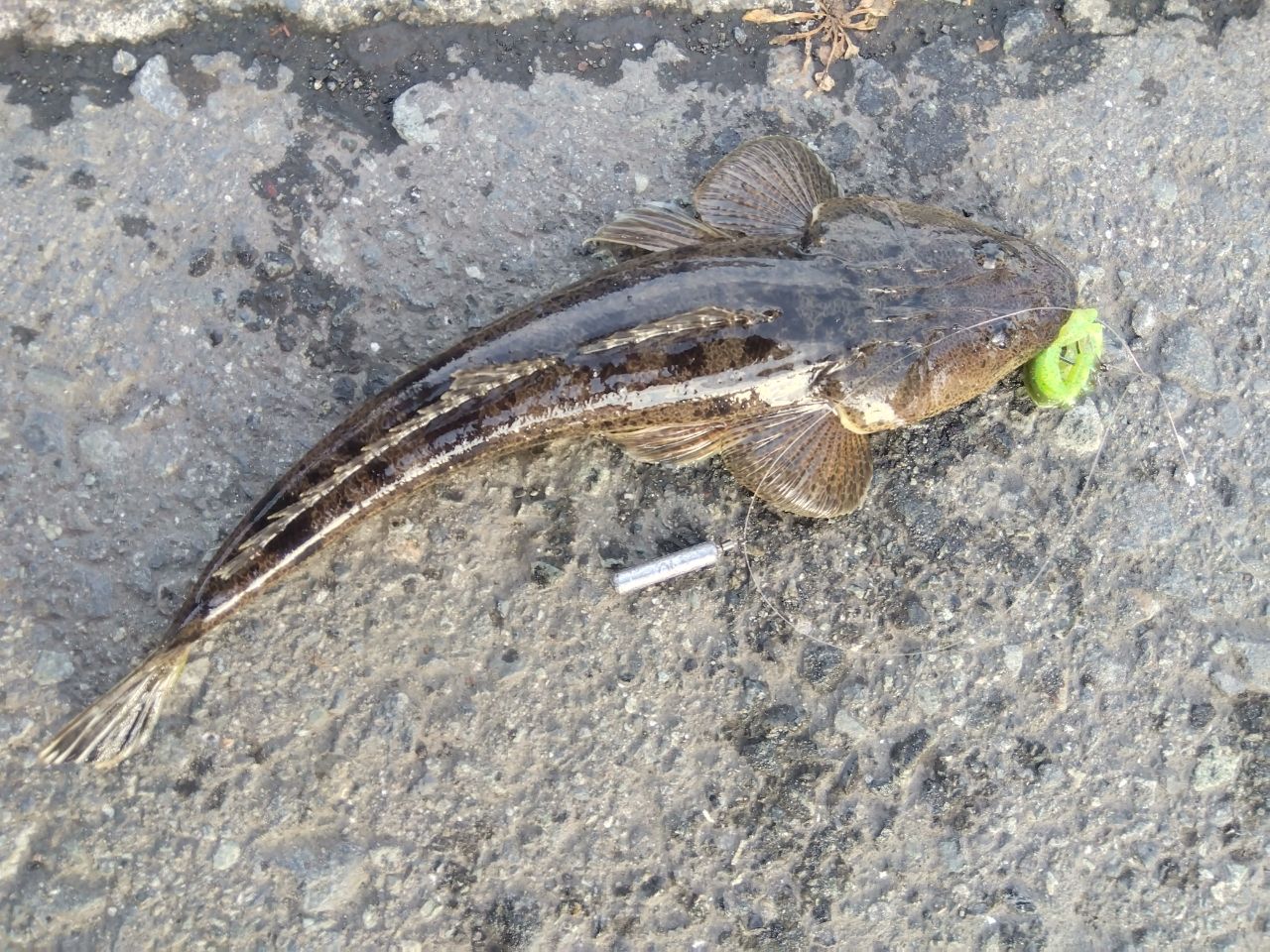 マゴチ