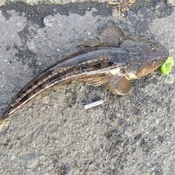 マゴチ