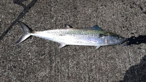 サゴシの釣果