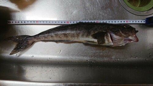 ホッケの釣果