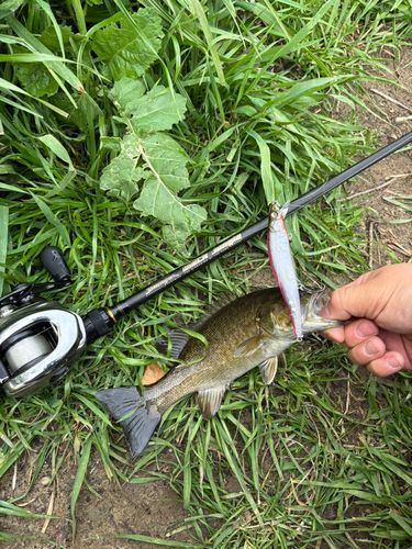 スモールマウスバスの釣果