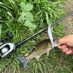 スモールマウスバス