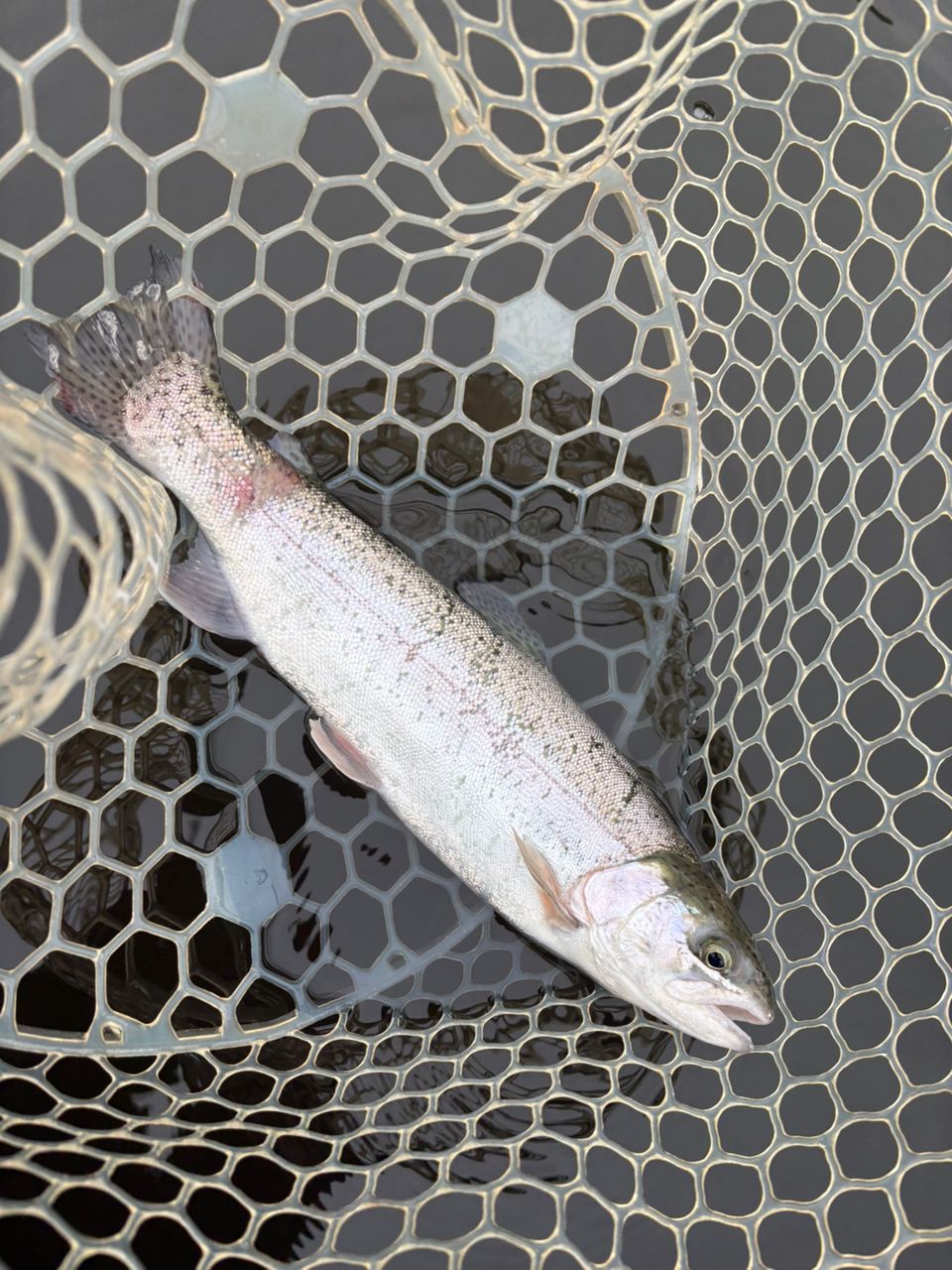 レインボートラウト