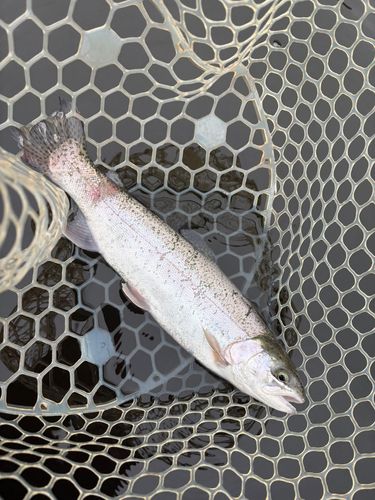 レインボートラウトの釣果