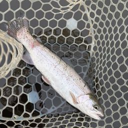 レインボートラウト