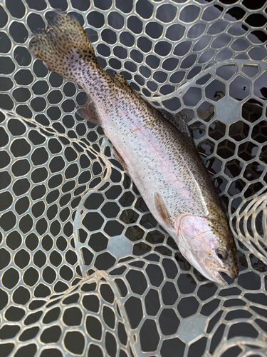 レインボートラウトの釣果
