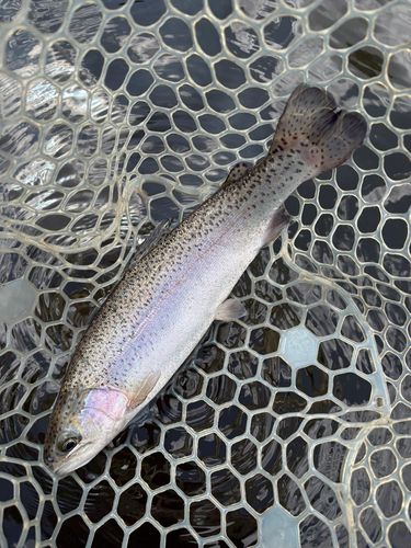 レインボートラウトの釣果
