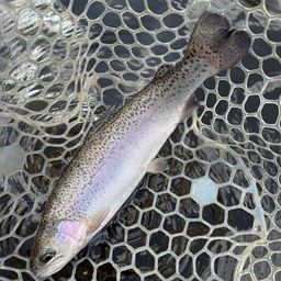 レインボートラウト