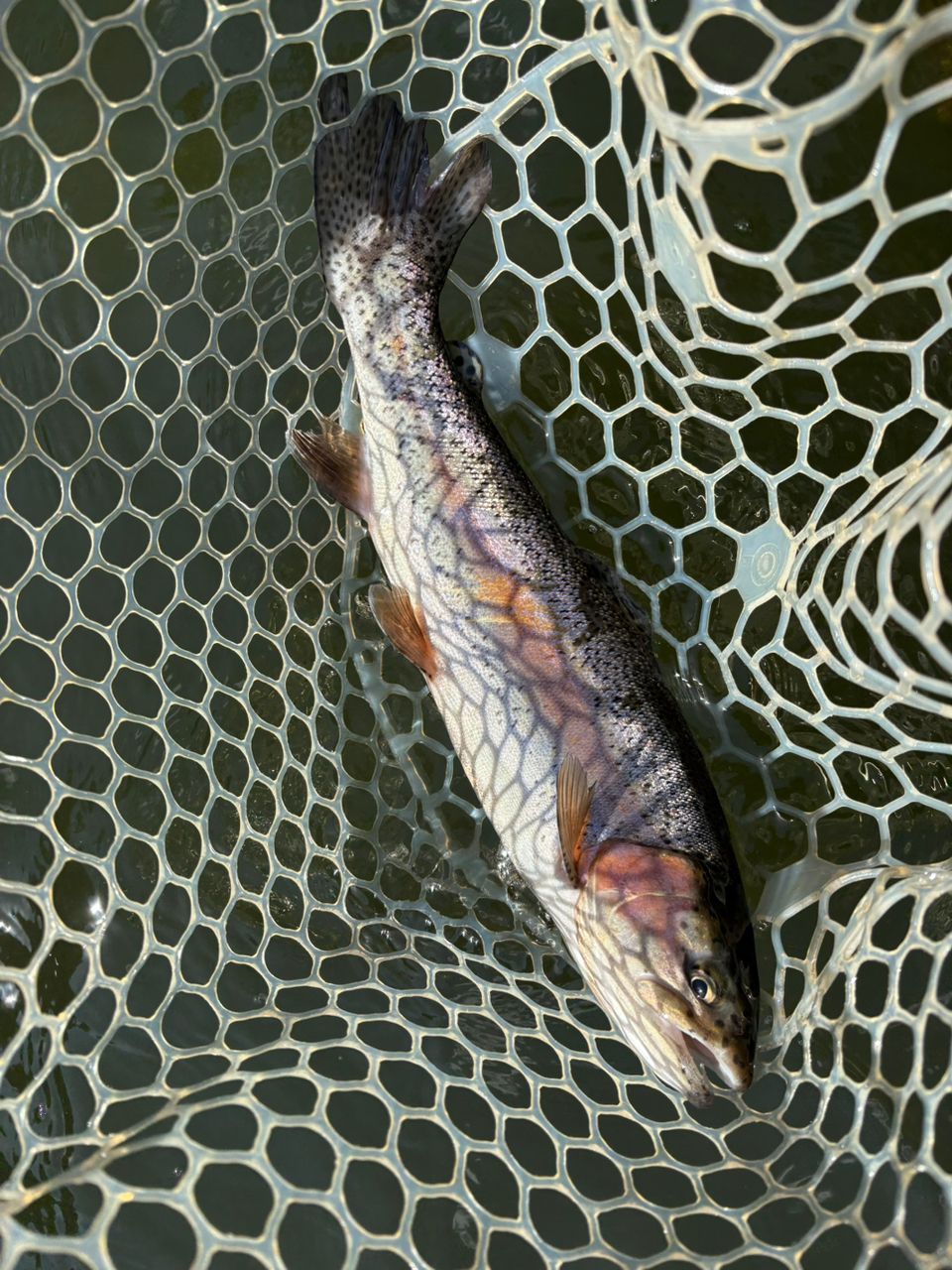 レインボートラウト