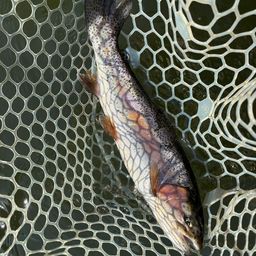 レインボートラウト