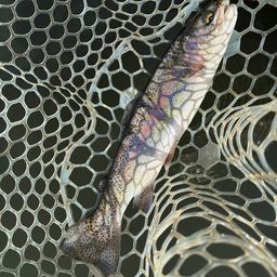 レインボートラウト