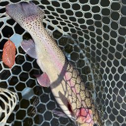 レインボートラウト