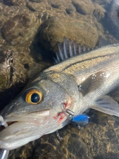 フッコ（マルスズキ）の釣果