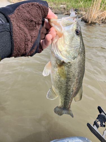 ラージマウスバスの釣果