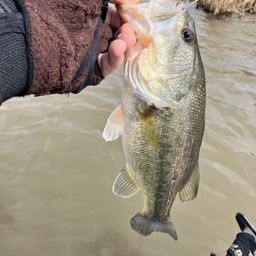 ラージマウスバス