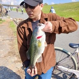 ラージマウスバス