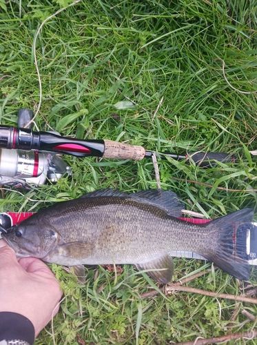 スモールマウスバスの釣果
