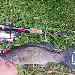 スモールマウスバス