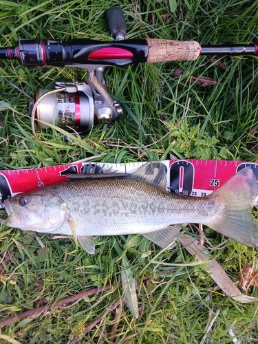 ラージマウスバスの釣果