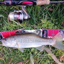 ラージマウスバス