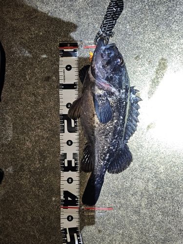 クロソイの釣果