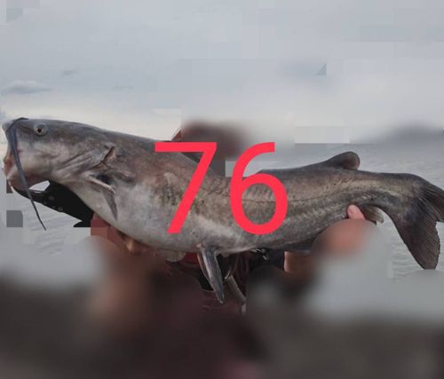 アメリカナマズの釣果
