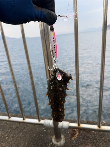 ナマコの釣果