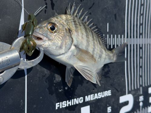 チヌの釣果