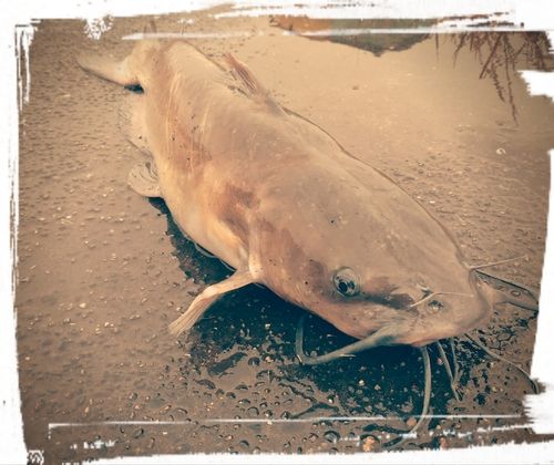 アメリカナマズの釣果