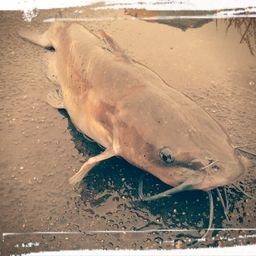 アメリカナマズ