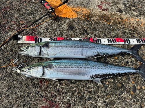 サワラの釣果