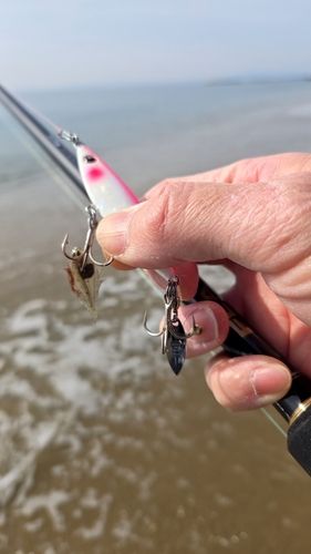 シタビラメの釣果