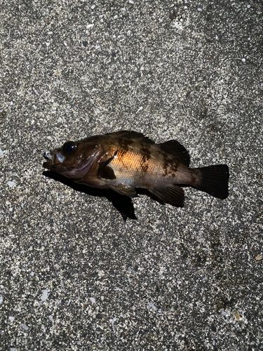 アカメバルの釣果