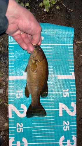 スモールマウスバスの釣果
