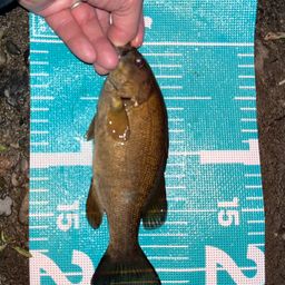 スモールマウスバス