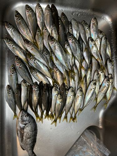 アジの釣果