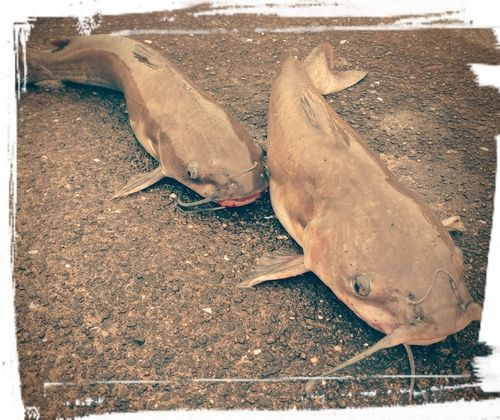 アメリカナマズの釣果