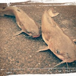 アメリカナマズ