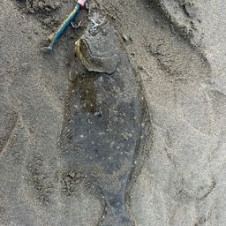 ヒラメ