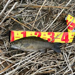 スモールマウスバス