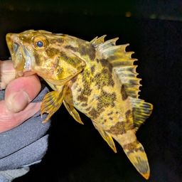 タケノコメバル