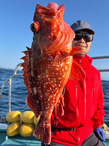 ウッカリカサゴの釣果