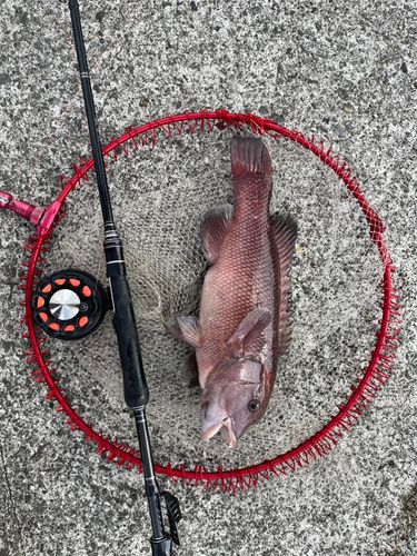 カンダイの釣果