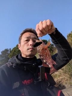 ガシラの釣果
