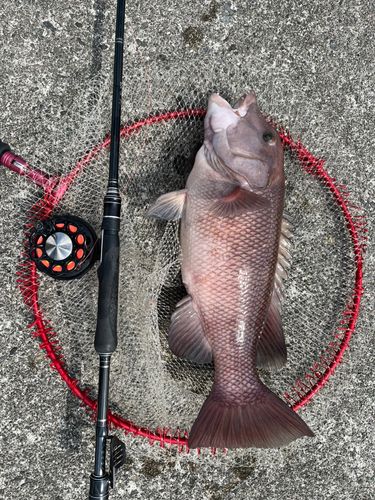 カンダイの釣果