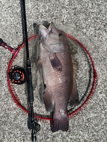 コブダイの釣果