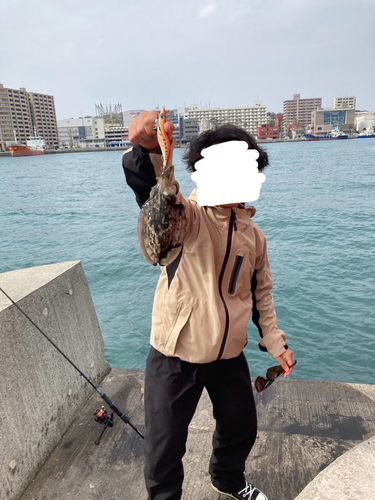コウイカの釣果