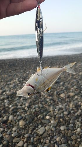 ヒイラギの釣果